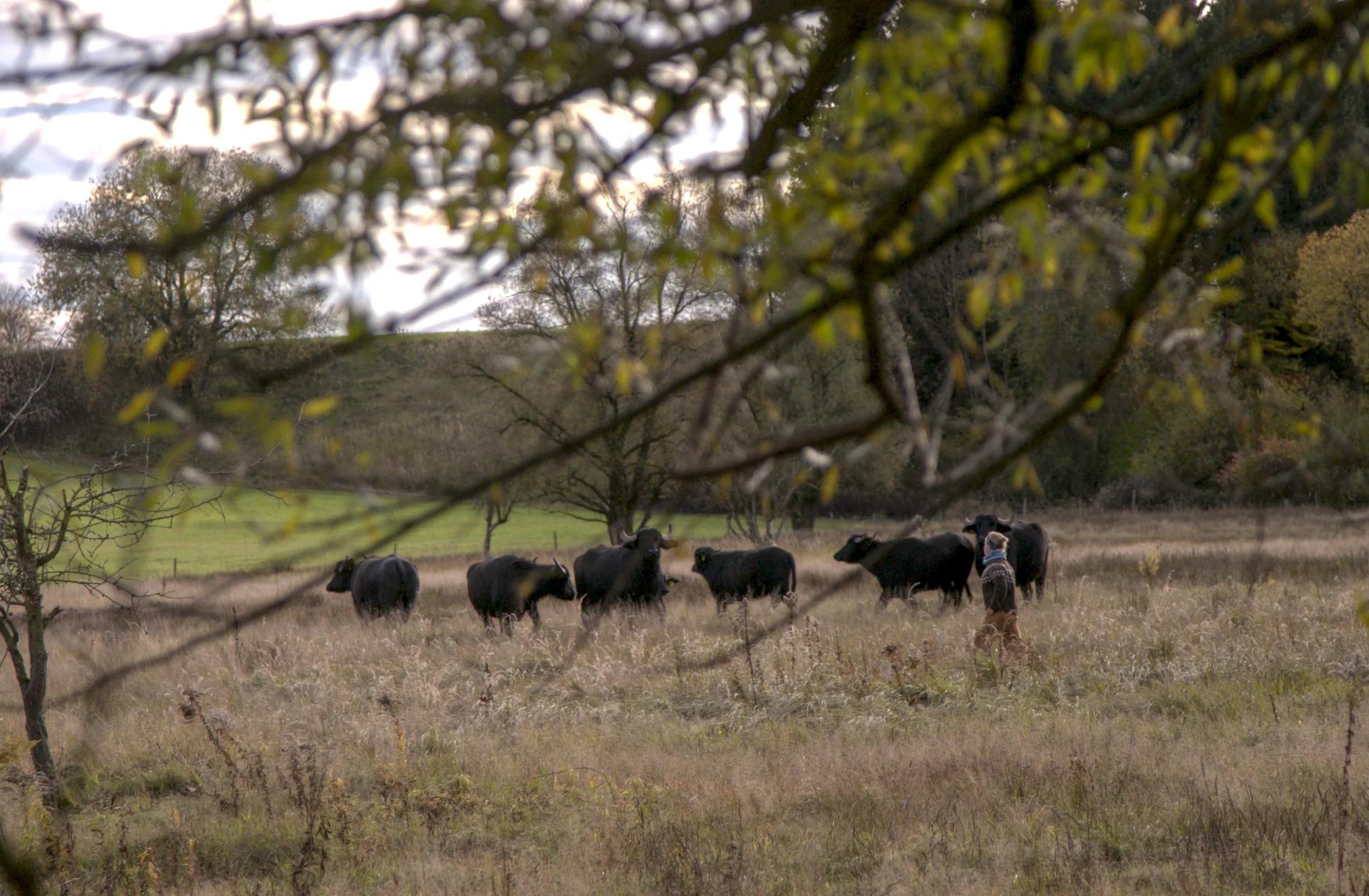 Hochwertiges Büffelfleisch
