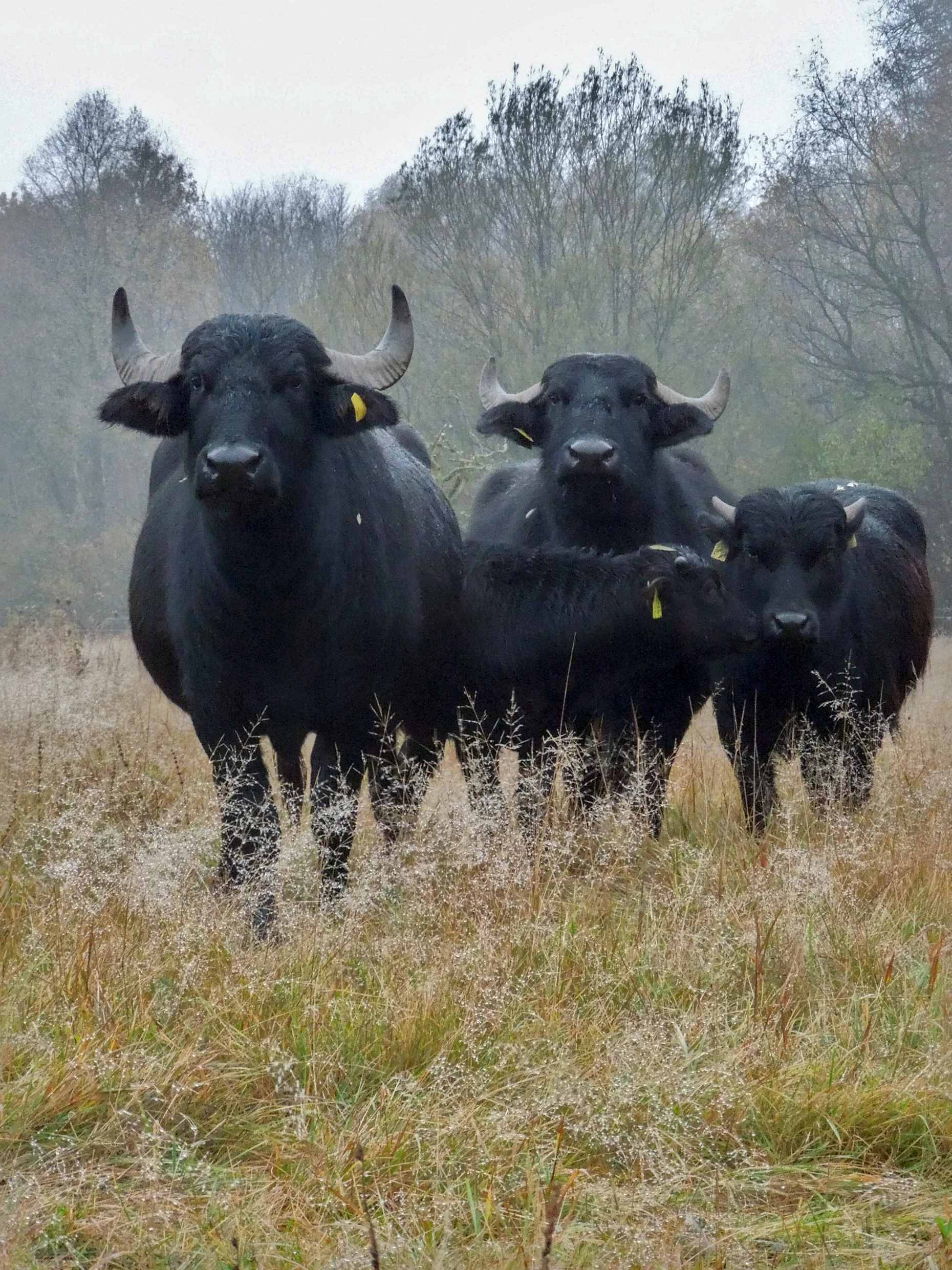 Wasserbüffel auf der Weide